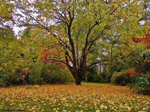 1917003_965682640188940_8867059525544556069_n