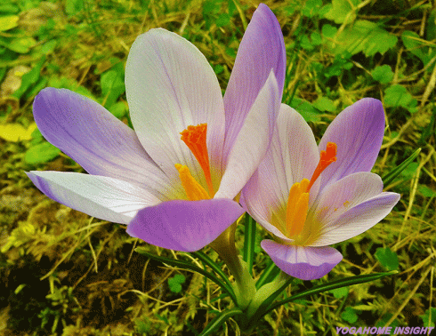 2-ΜΩΒ-ΛΟΥΛΟΎΔΙΑ-ΒΟΥΝΟΥ---WEB